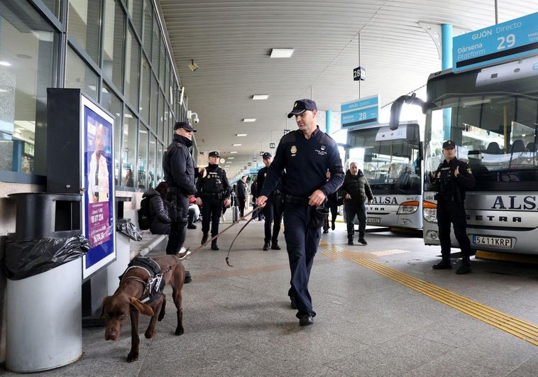 Así es el trabajo de los perros policía especializados en la búsqueda de drogas y material explosivo